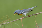 Northern Parula