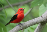 Scarlet Tanager