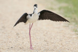 Black-necked Stilt