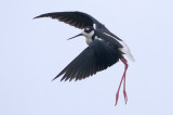 Black-necked Stilt