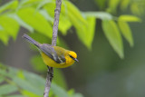 Blue-winged Warbler