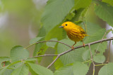 Yellow Warbler