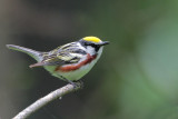 Chestnut-sided Warbler