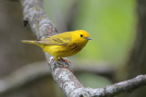 Yellow Warbler