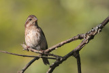 Purple Finch