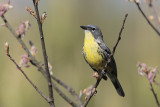 Kirtlands Warbler