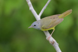 Mourning Warbler