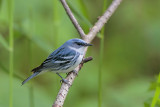 Cerulean Warbler