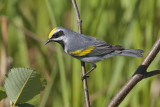 Golden-winged Warbler