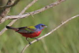Painted Bunting