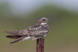 Common Nighthawk