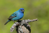 Indigo Bunting