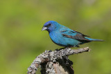 Indigo Bunting