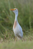 Cattle Egret