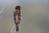 Black-headed Grosbeak