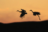 Sandhill Crane