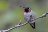 Broad-tailed Hummingbird