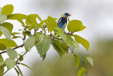 Golden-hooded Tanager