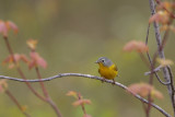 Nashville Warbler