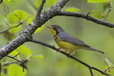 Canada Warbler