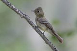 Cordilleran Flycatcher