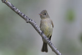 Cordilleran Flycatcher