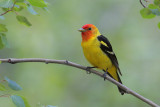 Western Tanager