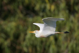 Cattle Egret