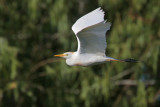 Cattle Egret