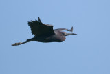 Little Blue Heron
