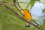 Prothonotary Warbler w/spider