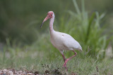 White Ibis