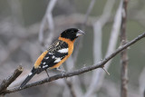 Black-headed Grosbeak