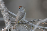 Virginia's Warbler