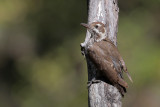 Arizona Woodpecker