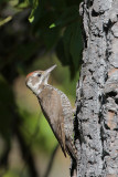 Arizona Woodpecker