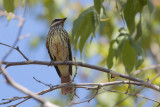 Sulphur-bellied Flycatcher