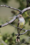 Dusky-capped Flycatcher