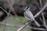 Bridled Titmouse