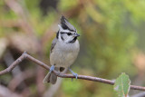 Bridled Titmouse