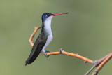 Violet-crowned Hummingbird