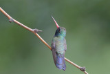 Broad-billed Hummingbird