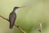 Violet-crowned Hummingbird