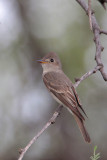 Western Wood-Pewee