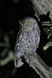 Whiskered Screech-Owl