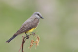 Western Kingbird