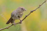 Canyon Towhee