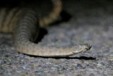 Tiger Rattlesnake