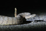 Tiger Rattlesnake