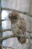 Spotted Owl